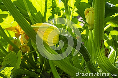 Edible zucchini or courgette flower on the plant Stock Photo