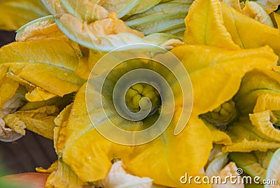 Edible zucchini Squash Blossoms Stock Photo