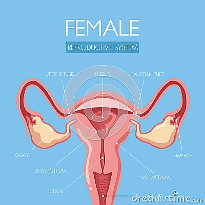 Educate through this beautifully designed uterus anatomy Vector Illustration