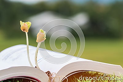 Education Agriculture for learning concept. Young plants seeding growing on textbook, Ideas of new development for business study Stock Photo