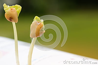 Education Agriculture for learning concept. Young plants seeding growing on textbook, Ideas of new development for business study Stock Photo