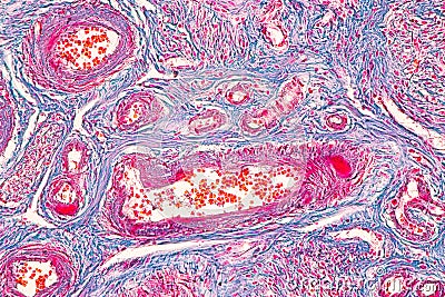 Education anatomy and Histological sample of Human Stock Photo