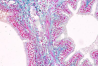 Education anatomy and Histological sample of Human Stock Photo