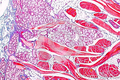 Education anatomy and physiology of Tongue under the microscopic. Stock Photo