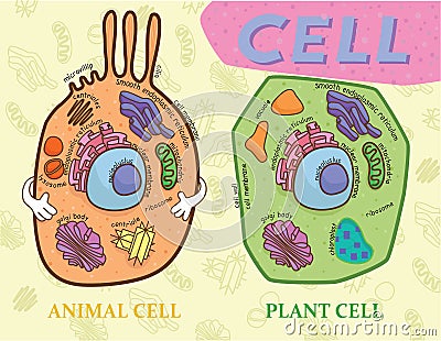 Education chart of biology for animal cell and plant cell diagram Vector Illustration