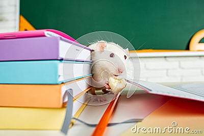 Education, science, school, learn and study concep. Funny animals white rat. Stock Photo
