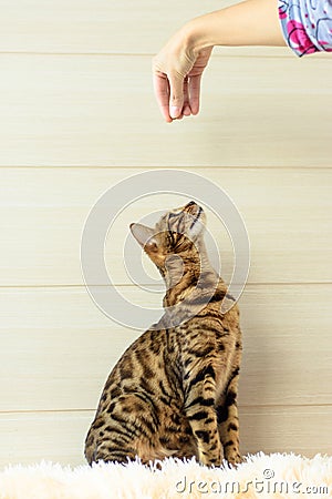 Education and training the young Bengal cat Stock Photo