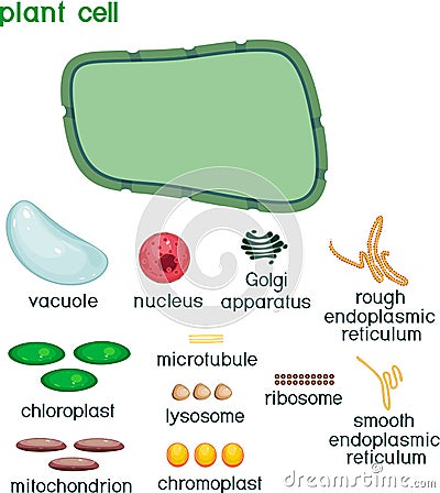 Educational game: assembling cells from ready-made components in form of stickers. Plant cell structure with titles Stock Photo