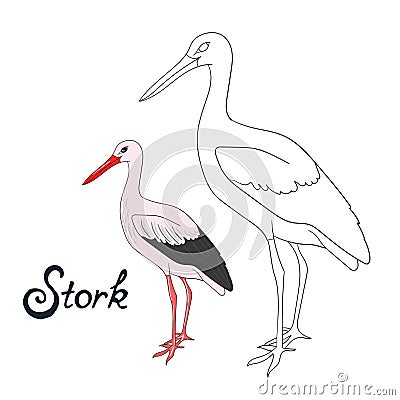 Educational game coloring book stork bird vector Vector Illustration