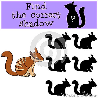 Educational game: Find the correct shadow. Little cute baby numbat Vector Illustration