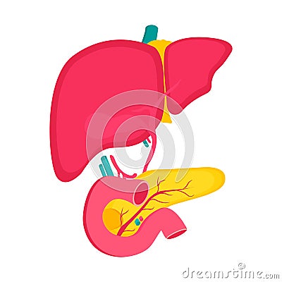 Educational medical poster with pancreas organ and liver Vector Illustration