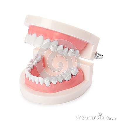 Educational model of oral cavity with teeth Stock Photo