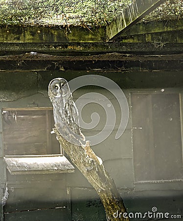 Owl in Bird Garden at Beautiful Country House near Leeds West Yorkshire that is not National Trust Stock Photo