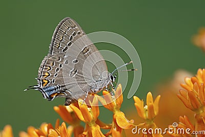 Edwards` Hairstreak nectaring on butterfly weed Stock Photo