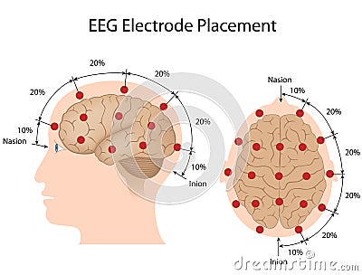 eeg electrodes eeg electrodes