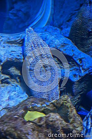Eel Fish is hidden in Underwater at Fish Aquarium Stock Photo