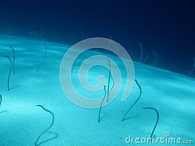 Eels in the Red Sea Stock Photo