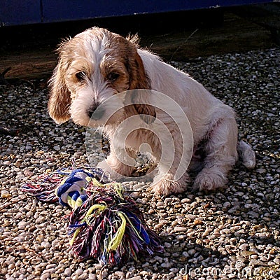 eemydepeemy, as a puppy, in the garden Stock Photo