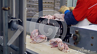 Een fabrieksarbeider verzamelt kippenkarkassen van een transportband bij ontmoet verwerkingsinstallatie 4K stock videobeelden Een fabrieksarbeider verzamelt kippenkarkassen van een transportband bij ontmoet verwerkingsinstallatie 4K stock videobeelden