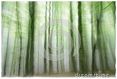 Eerie ghost forest Stock Photo