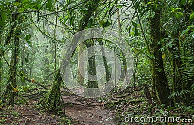 Eerie Jungle in Costa Rica Stock Photo