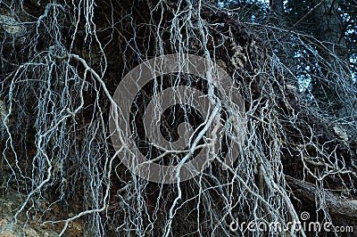 Eerie Roots Stock Photo