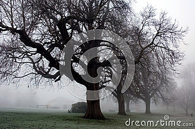 Eerie Trees of Winter in Diss Norfolk Park Stock Photo