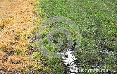 Effect of glyphosate on grass Stock Photo