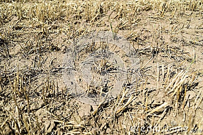 The effects of drought, dried field in the summer. Stock Photo