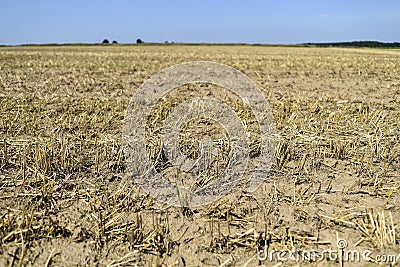 The effects of drought, dried field in the summer. Stock Photo