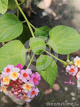 efficacious herbal plant flower lantana camara Stock Photo