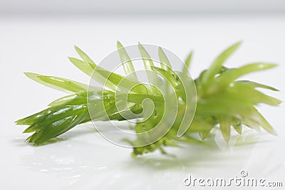 Egeria densa / Brazilian waterweed isolated on white Stock Photo