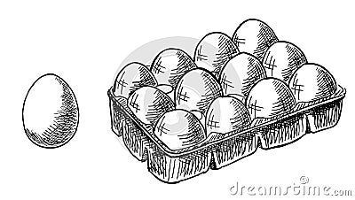 The egg box. Eggs fresh set healthy food. Vector sketch illustration. Image isolated on white background Vector Illustration