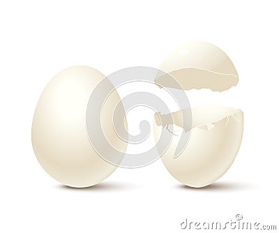 Egg and broken empty eggshell isolated on white background. Vector realistic design element. Vector Illustration