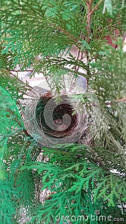 Egg bulbul bird in nest after eight days Stock Photo