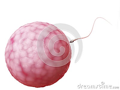 Egg cell and sperm Cartoon Illustration