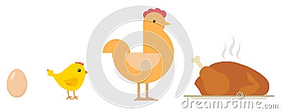 Egg, chick, chicken, baked chicken on tray. Life cycle of the chicken. Vector Illustration