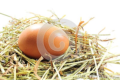 The egg on chicken nest Stock Photo