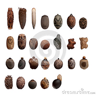 Egg of different species of stick insects Stock Photo