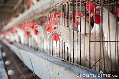 Egg Hen House Stock Photo