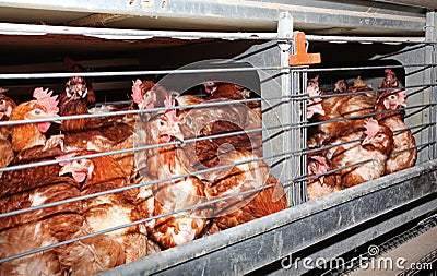 Egg laying chicken in cage in farm Stock Photo