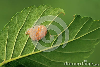 Egg mass of stink bug Stock Photo