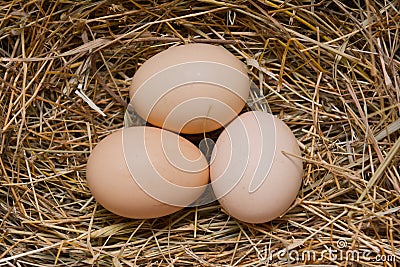 Egg in a nest on hay Stock Photo