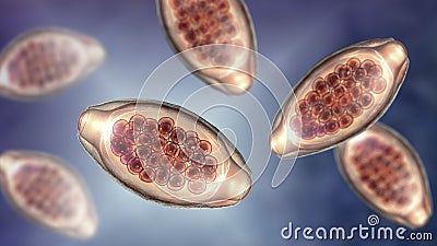 Egg of parasitic roundworm Trichuris trichiura Cartoon Illustration