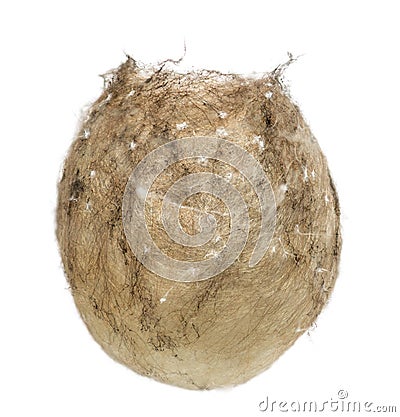 Egg sack of a Wasp Spider, Argiope bruennichi Stock Photo