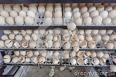 Egg wait born in farm Stock Photo