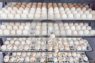 Egg wait born in farm Stock Photo