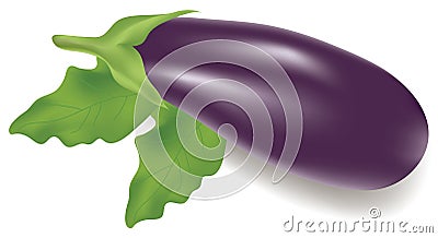 Eggplant Vector Illustration