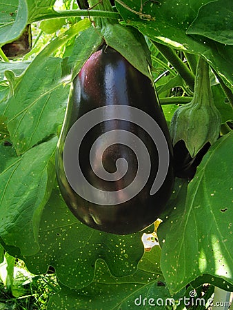 Eggplant Stock Photo
