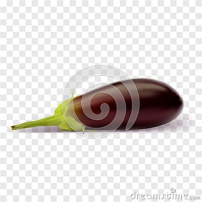 Eggplant or aubergine vegetable isolated purple Vector Illustration